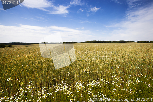 Image of gold rye  