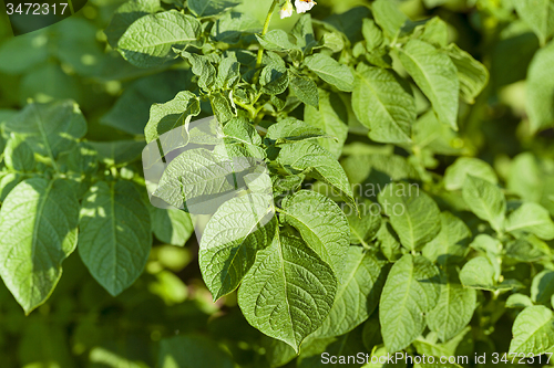 Image of potatoes leaves  