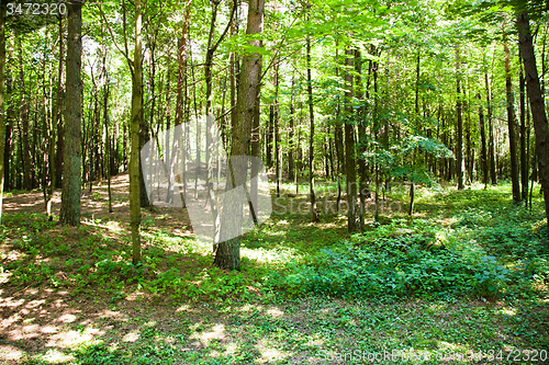 Image of   trees in  summer 