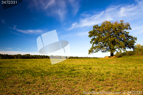 Image of   trees   in  autumn  