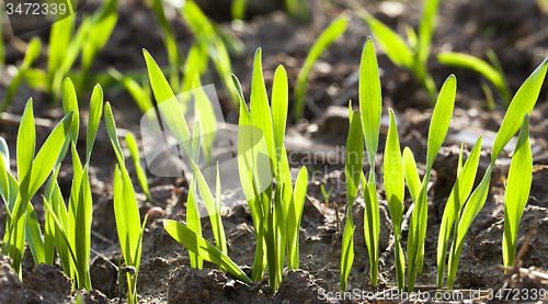 Image of wheat sprouts  