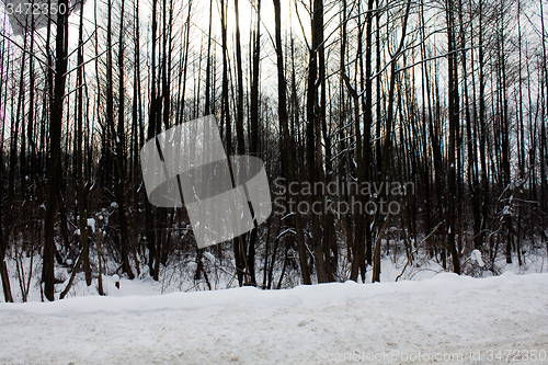 Image of trees   in winter