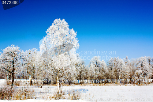 Image of trees   in winter