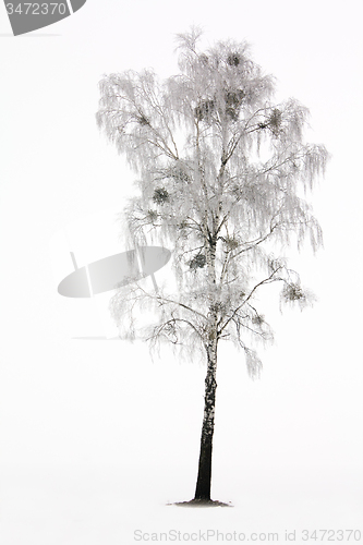Image of tree   in winter