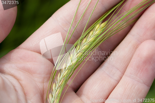 Image of ear in a hand 