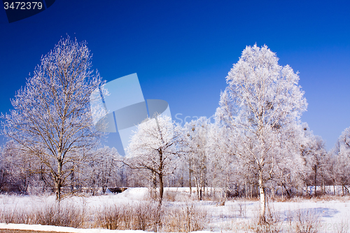 Image of trees   in winter