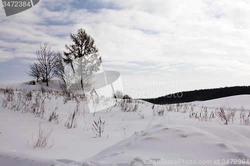 Image of tree   in winter