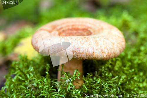 Image of red mushroom  