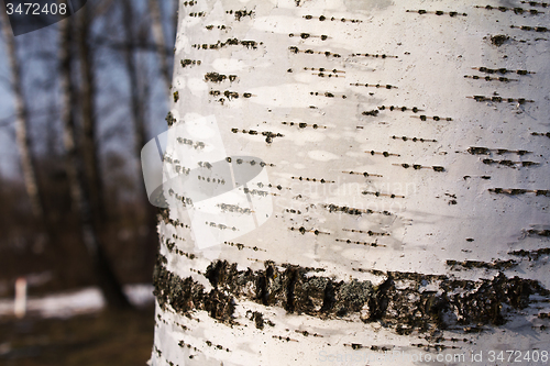 Image of birch bark