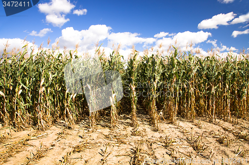 Image of  grow corn