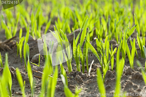 Image of young wheat 