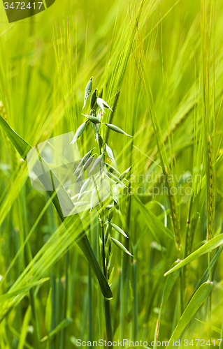 Image of green oats  