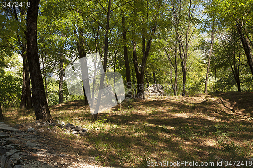 Image of   trees in  summer 