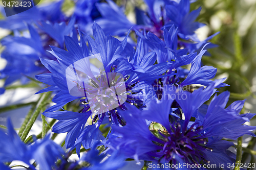 Image of cornflowers  