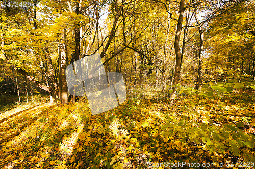 Image of the autumn wood  