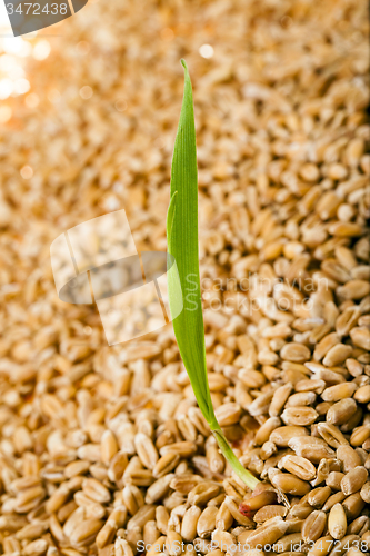 Image of wheat 