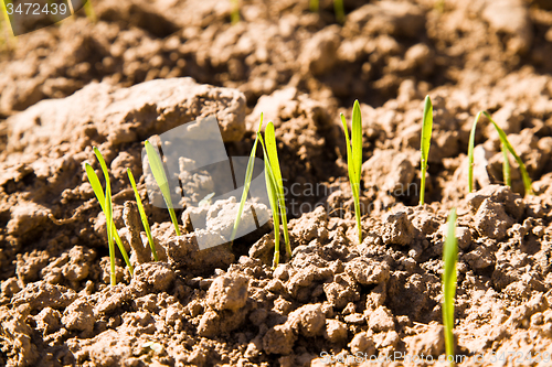 Image of sprouts new plants in spring season