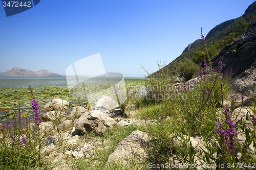 Image of Lake Skadar  