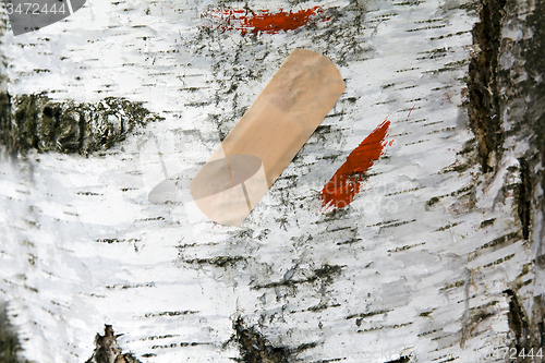 Image of birch bark