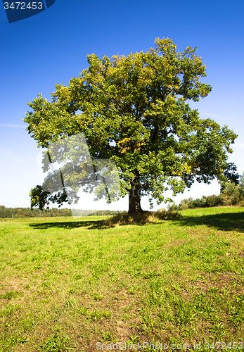 Image of trees  in a park 