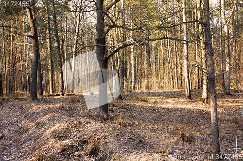 Image of trees  in a park 