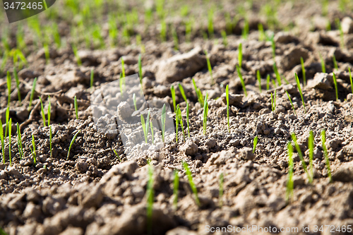 Image of sprouts new plants in spring season