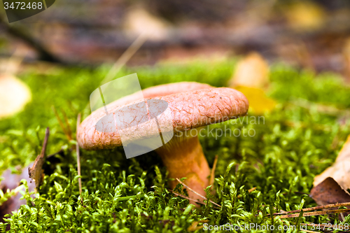 Image of red mushroom  