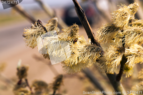 Image of willow flowering  