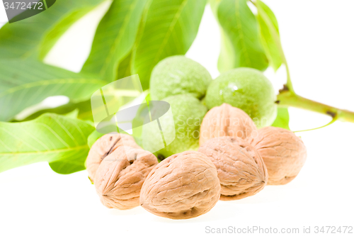 Image of walnuts  