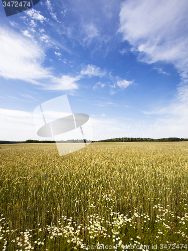 Image of  green unripe grains