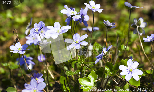 Image of blue glades  