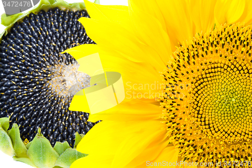 Image of  flower sunflower