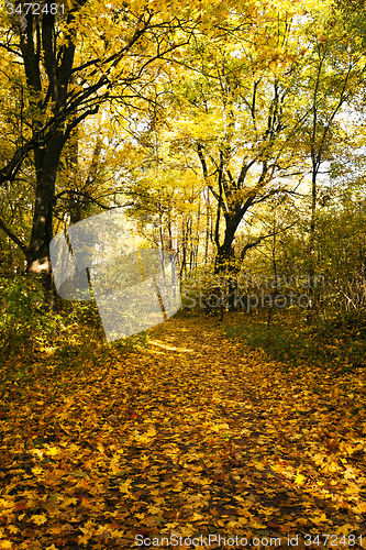 Image of autumn road  