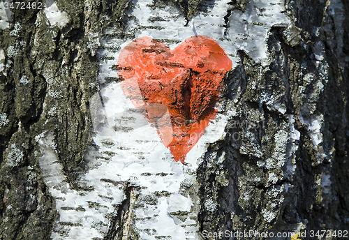 Image of birch bark