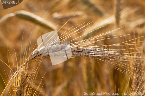 Image of mature wheat 