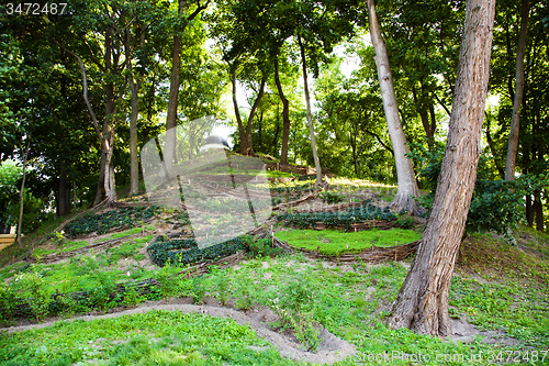 Image of   trees in  summer 