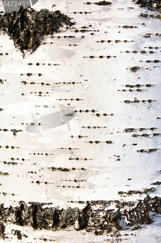 Image of birch bark