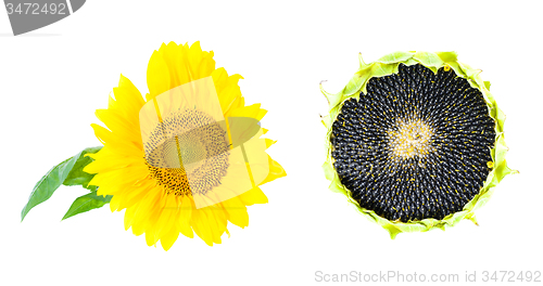 Image of  flower sunflower