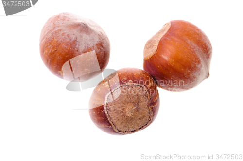 Image of hazelnuts 