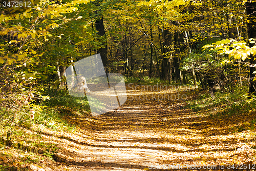 Image of autumn road  