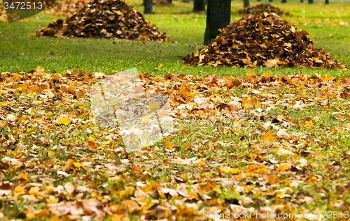 Image of collecting the fallen-down foliage  