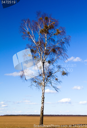 Image of tree in summer