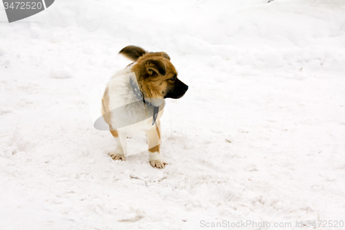 Image of small dog  