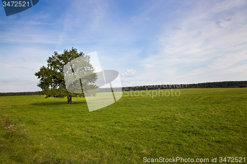 Image of tree in summer