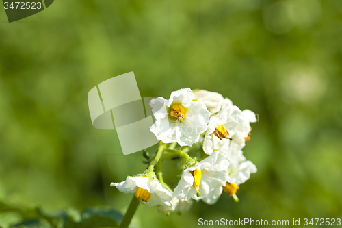 Image of potatoes flower  