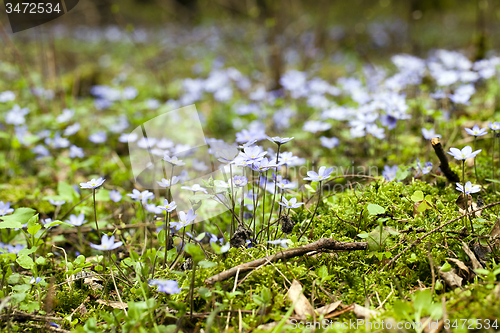 Image of blossoming glades  