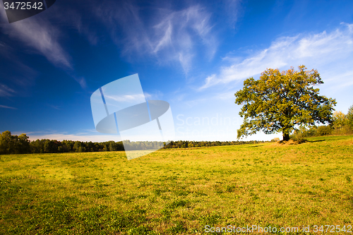 Image of   trees   in  autumn  