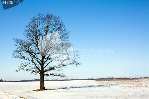 Image of tree   in winter