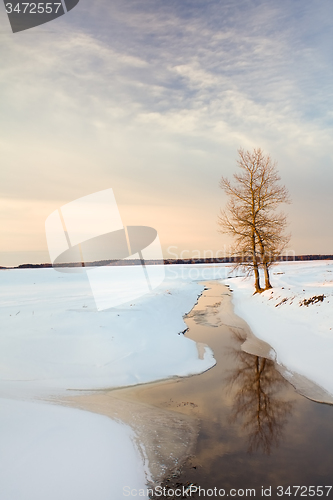 Image of tree   in winter