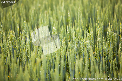 Image of  green unripe grains